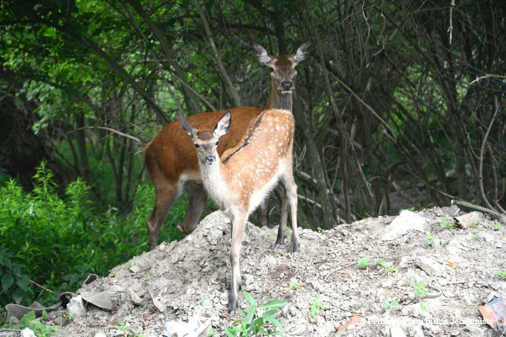 Jeleni Farma Jecmeniste Ξενοδοχείο Vrbovec Εξωτερικό φωτογραφία